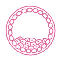 Blastocyst Culture